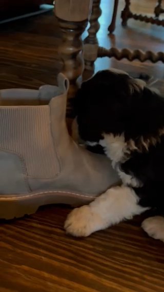 Standard Sheepadoodle