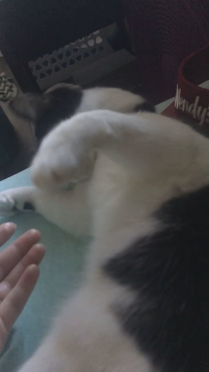 sweet clingy polydactyl cat