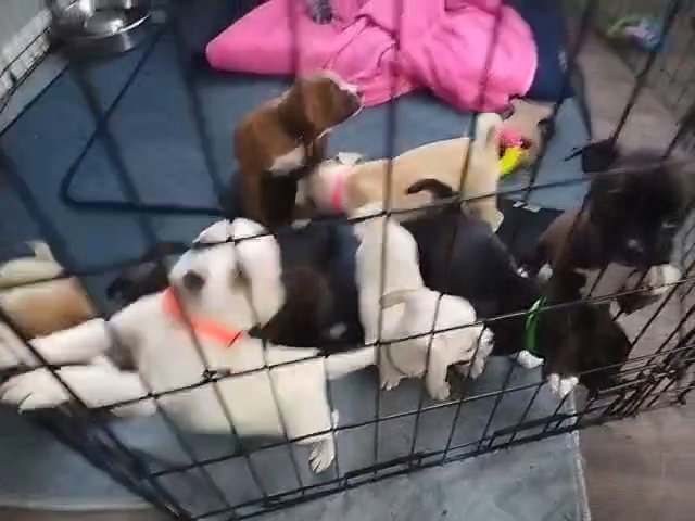 Chihuahua WireHaired Terriers and Chihuahua Boston Terriers