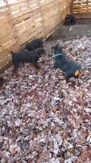 AKC Rottweiler Turquoise/Blue Girl