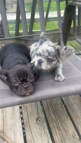 French Bulldog FemLes