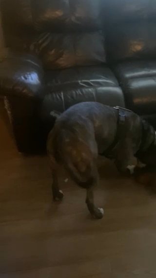 The Goodest Boy Ever