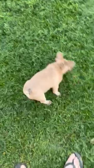 French Bulldog Puppies