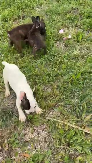 French Bull