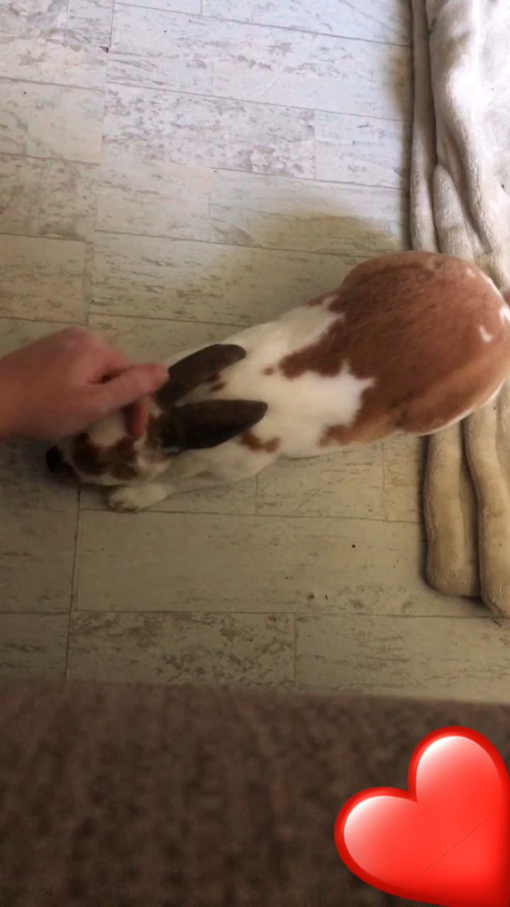 2 year old bunny for free to go to a loving home