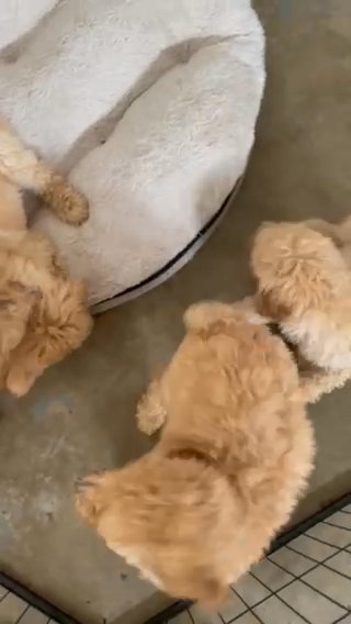 AKC Registered Standard Poodle Puppies