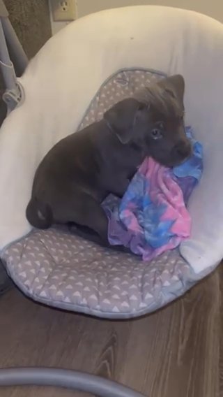 Cane Corso American Pit