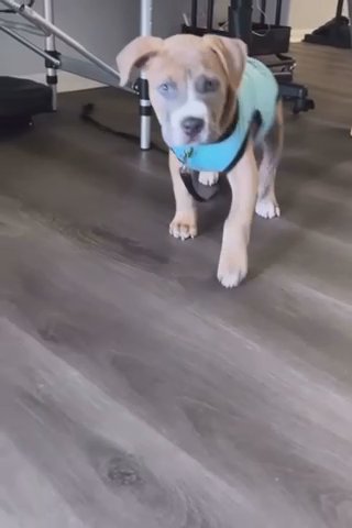 Bully Ready For His New Home