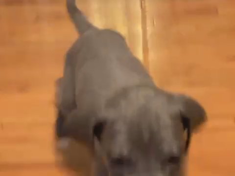 Great Dane