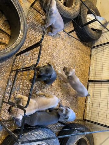 11 Weeks Old Cane Corso Puppies