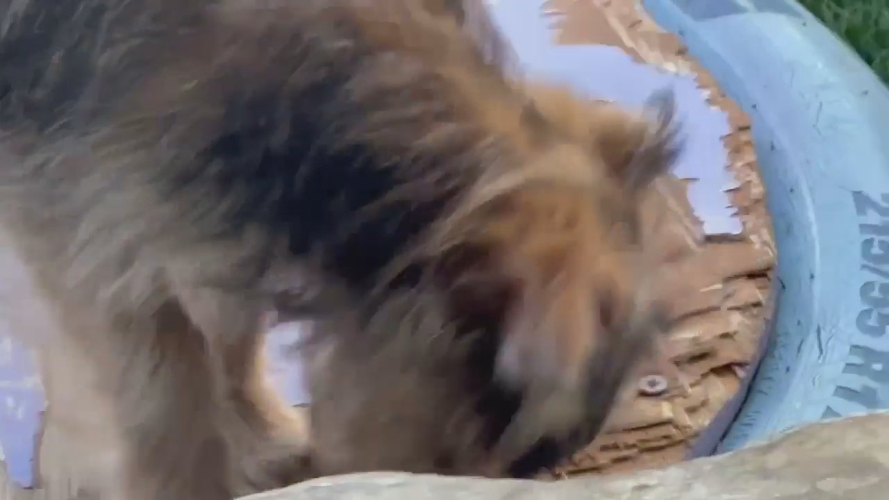 SHORKIE TZU