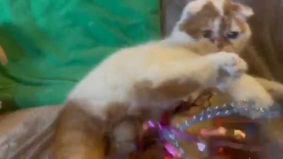 Scottish Fold