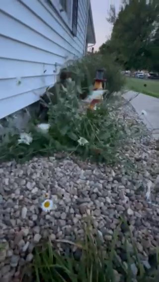 Attack Of The Daisies