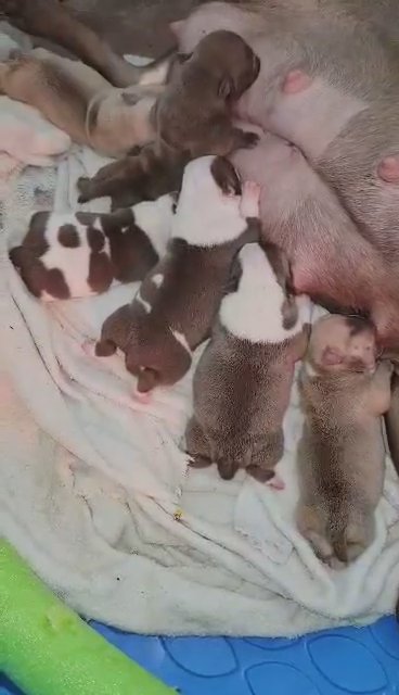 Exotic Bullies