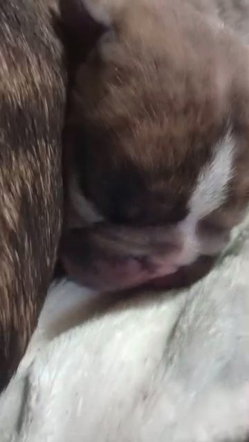 AKC English bulldog puppy
