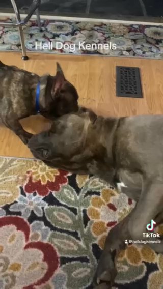 Cane Corso Pups