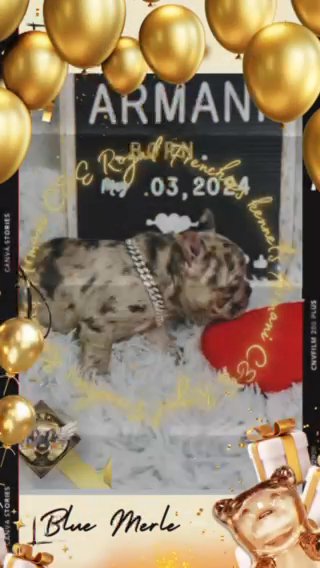 AKC french Bulldog Armani