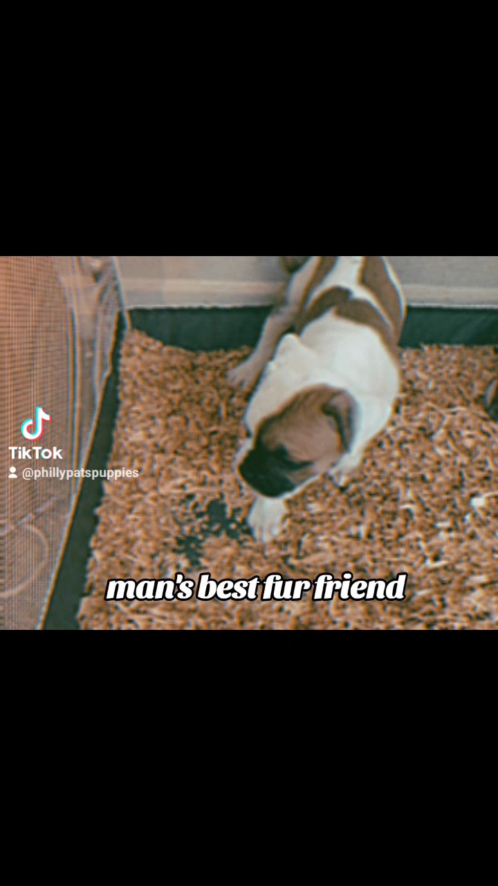 American Bulldog