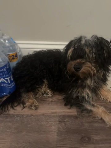 Yorkie Poo For Sale