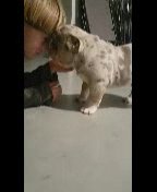 English Bulldog Girl in Cleveland, Ohio