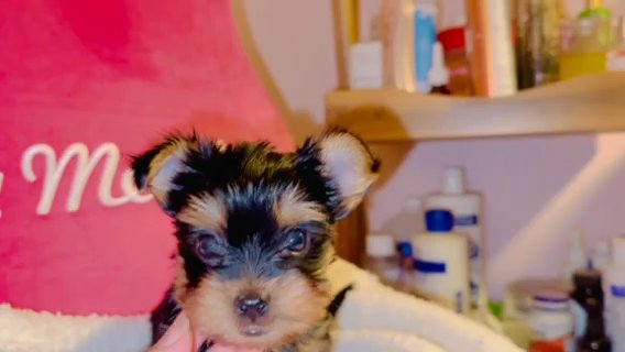 Yorkshire Terrier Puppy