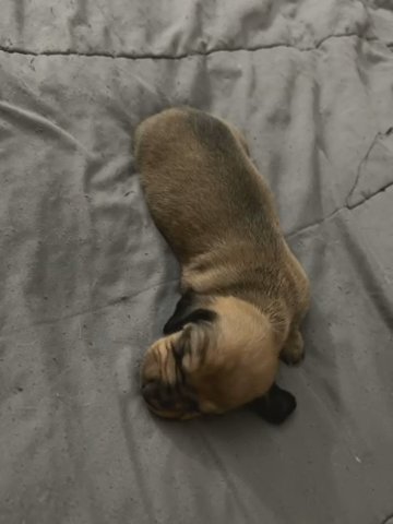 Fawn Sable Long Hair Male