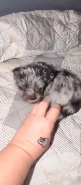?SOLD?KB Silverbell Merle Male Yorkie