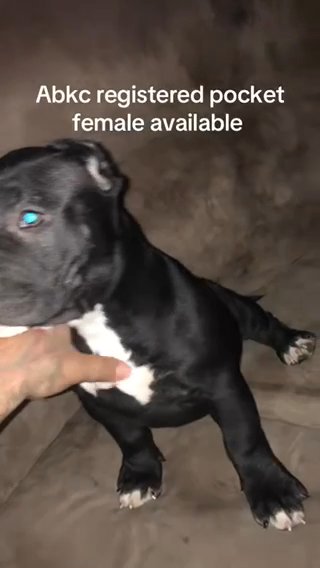 Abkc Pocket Female RTG