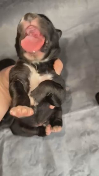 AKC wooly Siberian Huskies