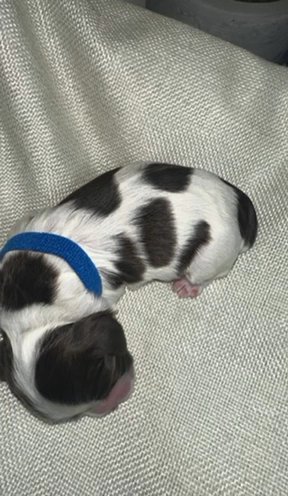 Cocker Spaniel Puppies