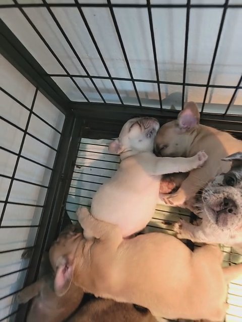 french bulldog