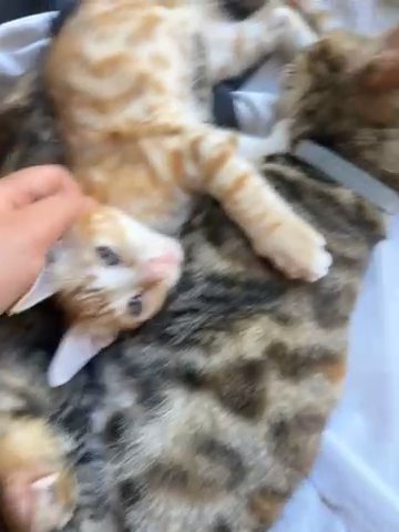 Half-bengal kittens