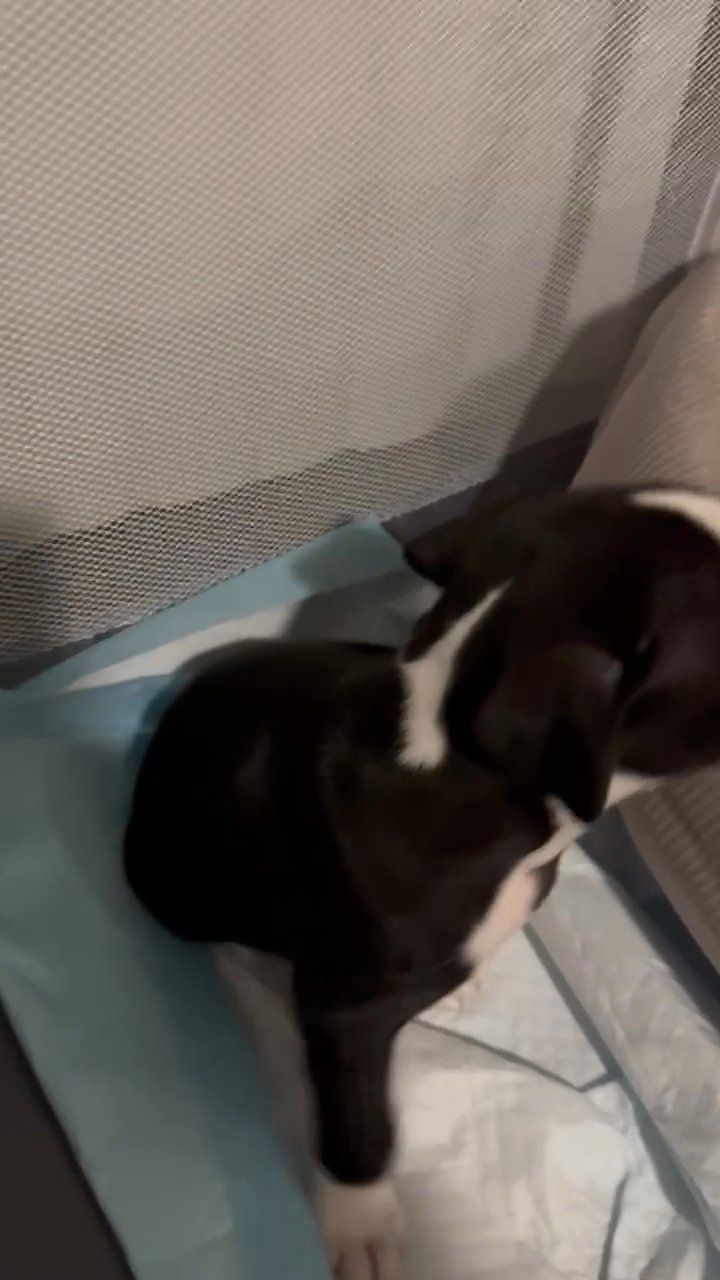 Black Pitbull Puppy