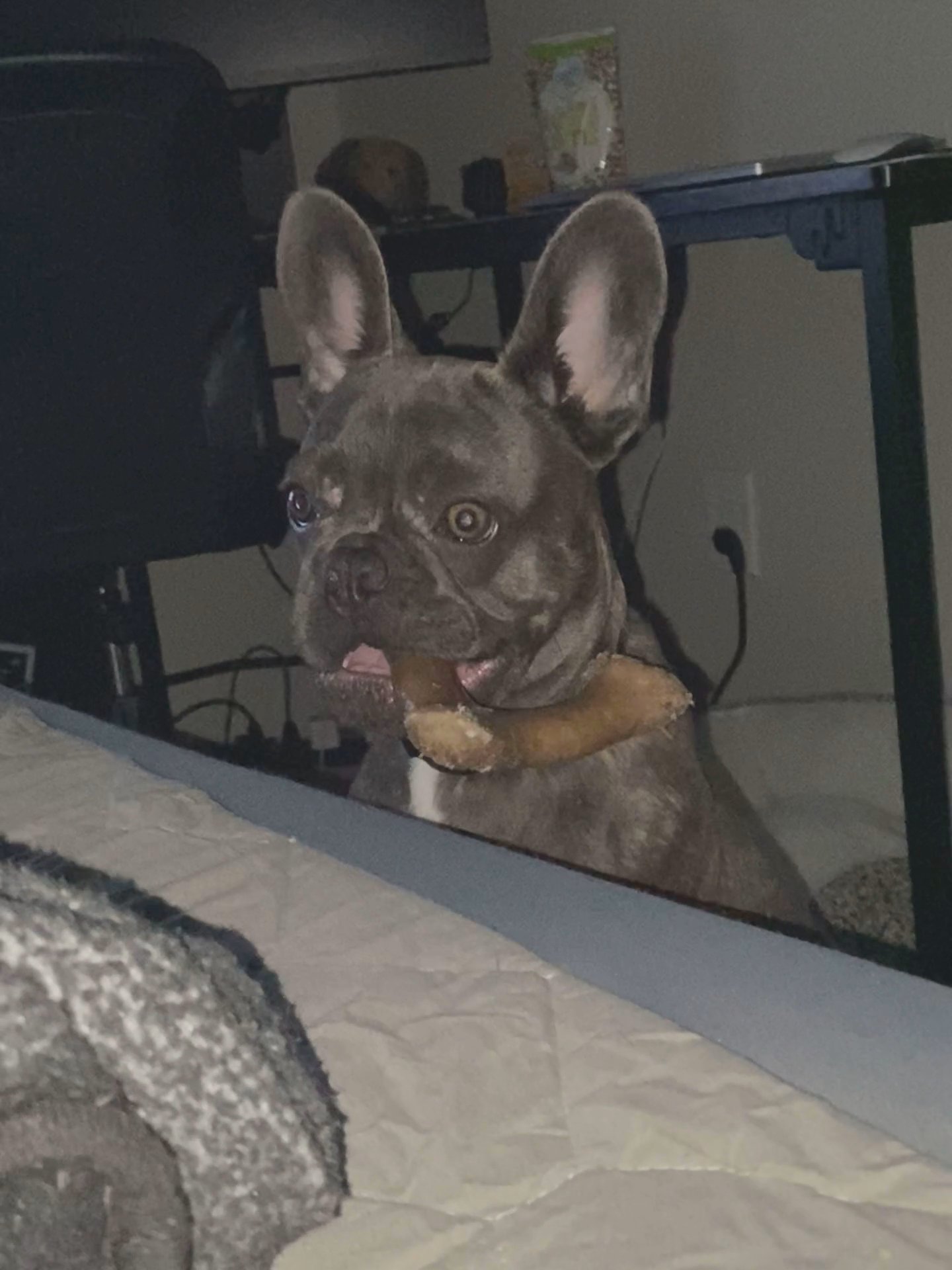 Blue French bulldog for sale