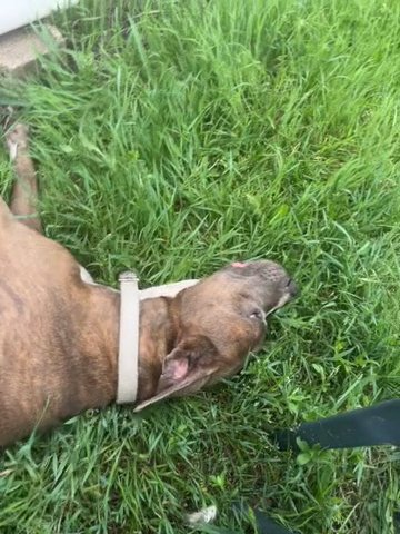Pit bull