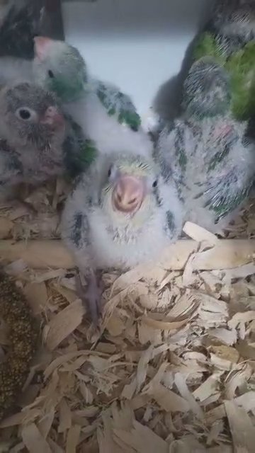 quaker parrots and turquoise green cheek conure