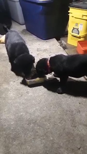 2 Males very cute, loving and energetic