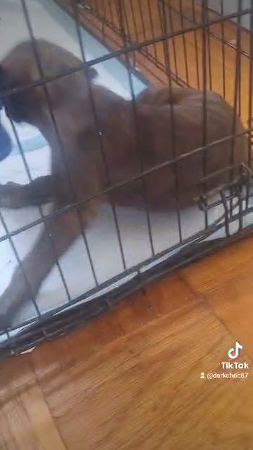 looking for a forever home