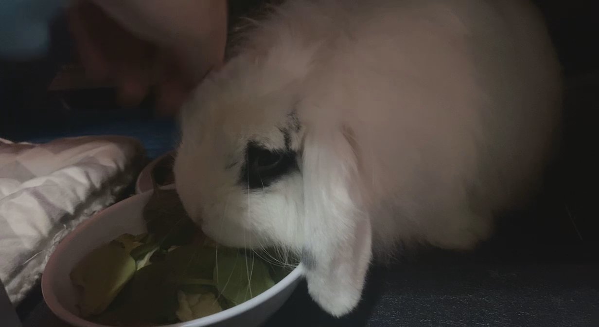 holland lop rabbit set