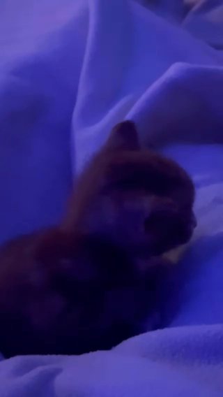Kitten