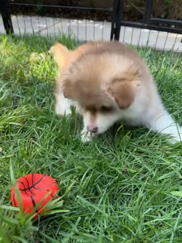 Gizmo Pomsky LA