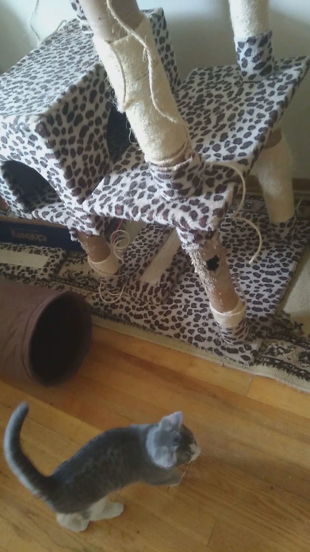 Kittens for sale
