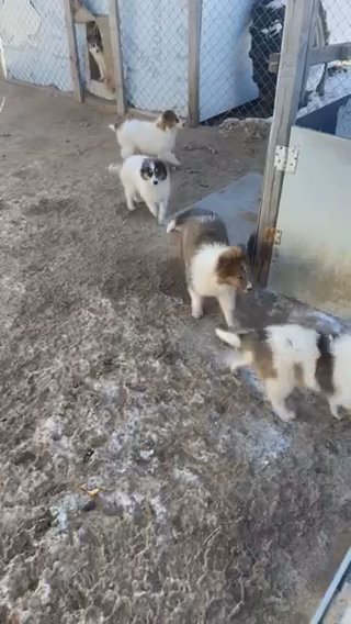Cute Puppies For Sale!