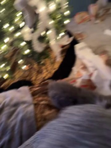 Bunny
