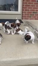 First Time Outside - Jack-Tzu American Hairless