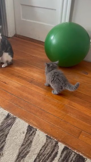 Maine Coon Kitt Adorable Need New Home