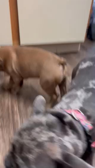 Red Fawn Frenchie AKC