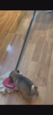 Pug