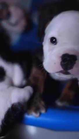 English Bulldogs
