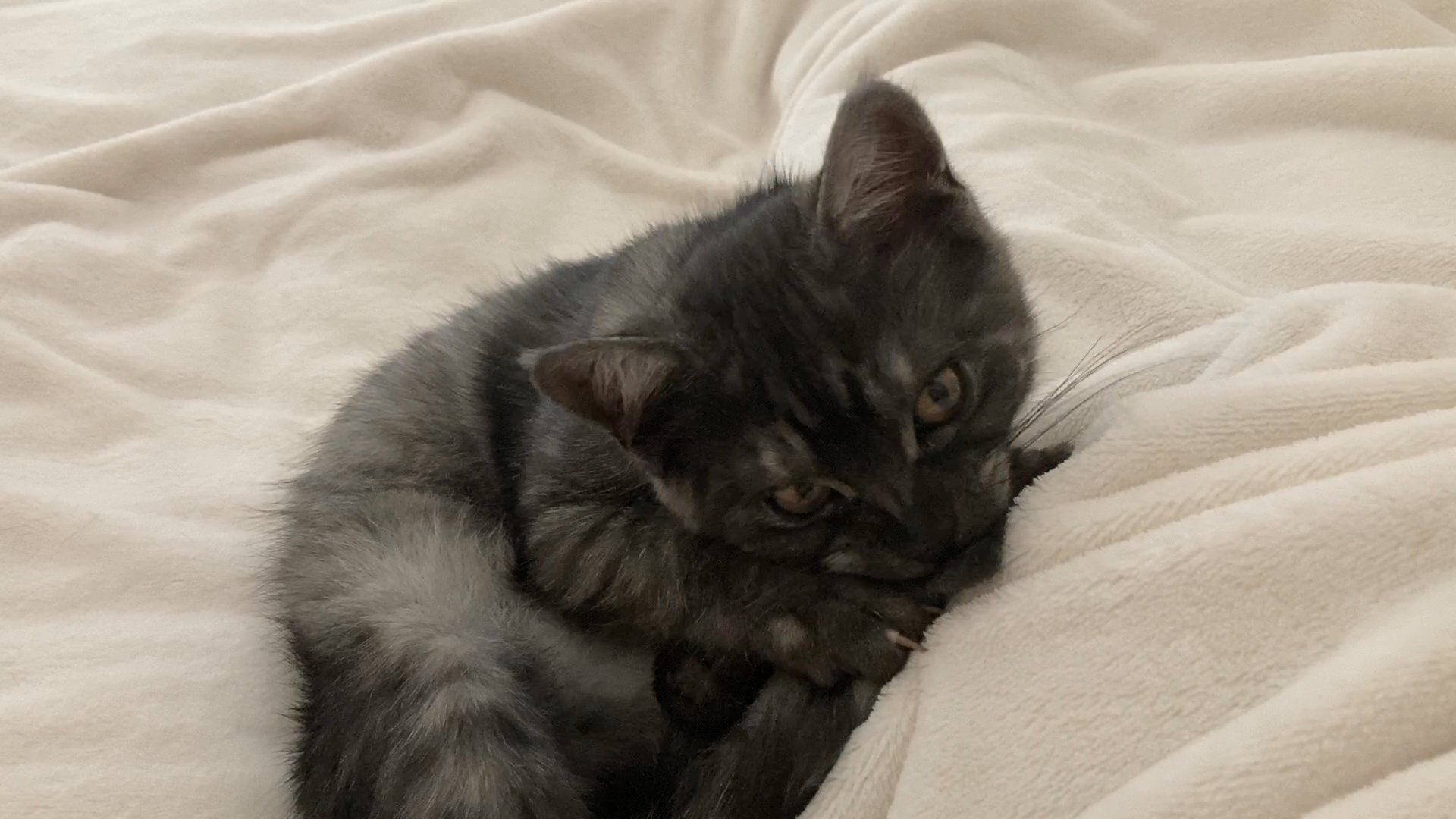 "3mo old kitten "